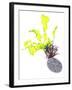 Sea Lettuce (Ulva Lactuca) From Tide Pool, County Clare, Ireland-Carsten Krieger-Framed Photographic Print