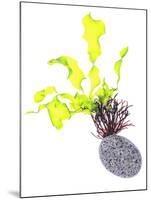 Sea Lettuce (Ulva Lactuca) From Tide Pool, County Clare, Ireland-Carsten Krieger-Mounted Photographic Print