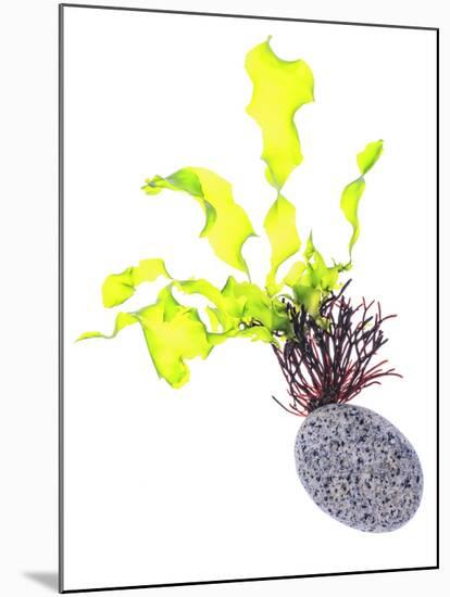 Sea Lettuce (Ulva Lactuca) From Tide Pool, County Clare, Ireland-Carsten Krieger-Mounted Photographic Print