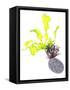 Sea Lettuce (Ulva Lactuca) From Tide Pool, County Clare, Ireland-Carsten Krieger-Framed Stretched Canvas