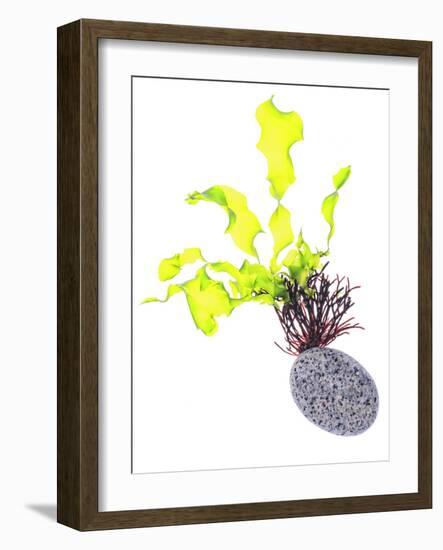 Sea Lettuce (Ulva Lactuca) From Tide Pool, County Clare, Ireland-Carsten Krieger-Framed Photographic Print