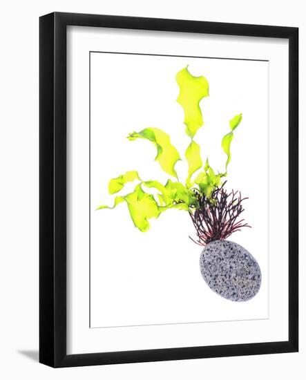 Sea Lettuce (Ulva Lactuca) From Tide Pool, County Clare, Ireland-Carsten Krieger-Framed Photographic Print