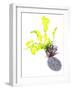 Sea Lettuce (Ulva Lactuca) From Tide Pool, County Clare, Ireland-Carsten Krieger-Framed Photographic Print