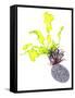 Sea Lettuce (Ulva Lactuca) From Tide Pool, County Clare, Ireland-Carsten Krieger-Framed Stretched Canvas