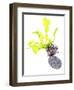 Sea Lettuce (Ulva Lactuca) From Tide Pool, County Clare, Ireland-Carsten Krieger-Framed Photographic Print