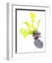 Sea Lettuce (Ulva Lactuca) From Tide Pool, County Clare, Ireland-Carsten Krieger-Framed Photographic Print