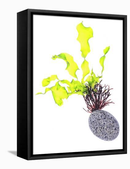 Sea Lettuce (Ulva Lactuca) From Tide Pool, County Clare, Ireland-Carsten Krieger-Framed Stretched Canvas