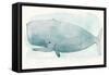 Sea Life V-Sara Zieve-Framed Stretched Canvas