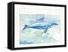 Sea Life VI-Lisa Audit-Framed Stretched Canvas