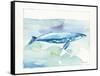 Sea Life VI-Lisa Audit-Framed Stretched Canvas