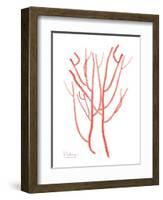 Sea Life-Albert Koetsier-Framed Art Print