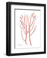 Sea Life-Albert Koetsier-Framed Art Print