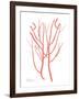 Sea Life-Albert Koetsier-Framed Art Print