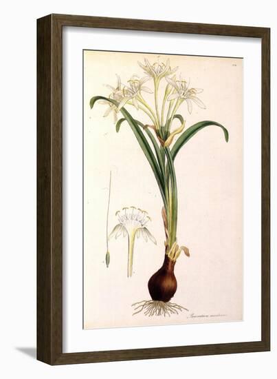 Sea Lily-James Sowerby-Framed Giclee Print