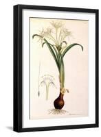 Sea Lily-James Sowerby-Framed Giclee Print