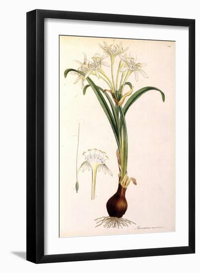 Sea Lily-James Sowerby-Framed Giclee Print