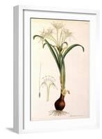 Sea Lily-James Sowerby-Framed Giclee Print