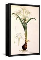 Sea Lily-James Sowerby-Framed Stretched Canvas