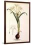 Sea Lily-James Sowerby-Framed Giclee Print