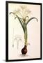 Sea Lily-James Sowerby-Framed Giclee Print