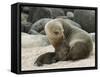 Sea Lion and Pup, Santa Cruz Island, Galapagos, Ecuador, South America-Rolf Richardson-Framed Stretched Canvas