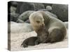 Sea Lion and Pup, Santa Cruz Island, Galapagos, Ecuador, South America-Rolf Richardson-Stretched Canvas
