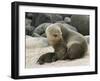 Sea Lion and Pup, Santa Cruz Island, Galapagos, Ecuador, South America-Rolf Richardson-Framed Photographic Print