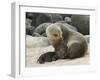 Sea Lion and Pup, Santa Cruz Island, Galapagos, Ecuador, South America-Rolf Richardson-Framed Photographic Print