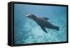 Sea Lion in the Ocean-DLILLC-Framed Stretched Canvas
