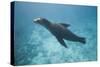 Sea Lion in the Ocean-DLILLC-Stretched Canvas