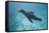 Sea Lion in the Ocean-DLILLC-Framed Stretched Canvas