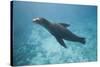 Sea Lion in the Ocean-DLILLC-Stretched Canvas