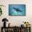 Sea Lion in the Ocean-DLILLC-Framed Stretched Canvas displayed on a wall