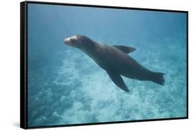 Sea Lion in the Ocean-DLILLC-Framed Stretched Canvas