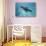 Sea Lion in the Ocean-DLILLC-Stretched Canvas displayed on a wall