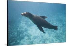 Sea Lion in the Ocean-DLILLC-Stretched Canvas