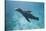 Sea Lion in the Ocean-DLILLC-Stretched Canvas