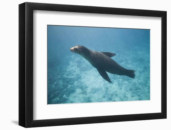 Sea Lion in the Ocean-DLILLC-Framed Premium Photographic Print