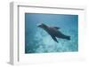 Sea Lion in the Ocean-DLILLC-Framed Premium Photographic Print