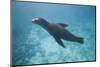 Sea Lion in the Ocean-DLILLC-Mounted Premium Photographic Print