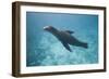 Sea Lion in the Ocean-DLILLC-Framed Photographic Print