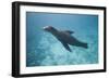 Sea Lion in the Ocean-DLILLC-Framed Photographic Print