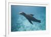 Sea Lion in the Ocean-DLILLC-Framed Photographic Print