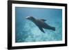 Sea Lion in the Ocean-DLILLC-Framed Photographic Print