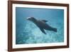 Sea Lion in the Ocean-DLILLC-Framed Photographic Print