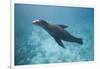 Sea Lion in the Ocean-DLILLC-Framed Photographic Print
