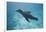 Sea Lion in the Ocean-DLILLC-Framed Photographic Print