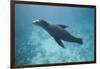 Sea Lion in the Ocean-DLILLC-Framed Photographic Print