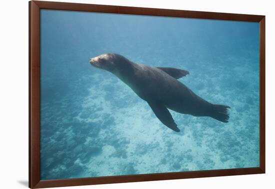 Sea Lion in the Ocean-DLILLC-Framed Photographic Print