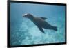 Sea Lion in the Ocean-DLILLC-Framed Photographic Print